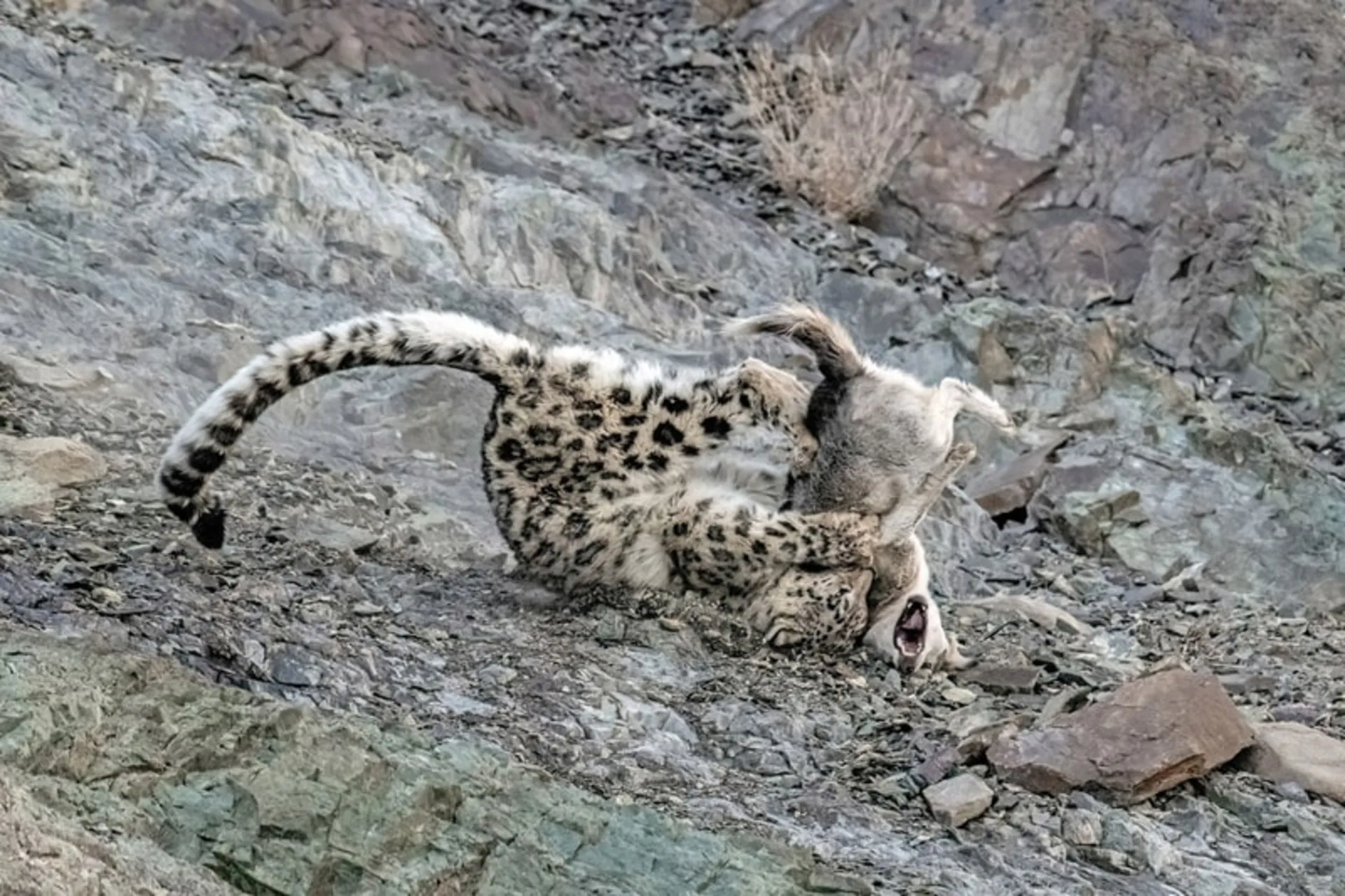 نزاع پلنگ و سگ