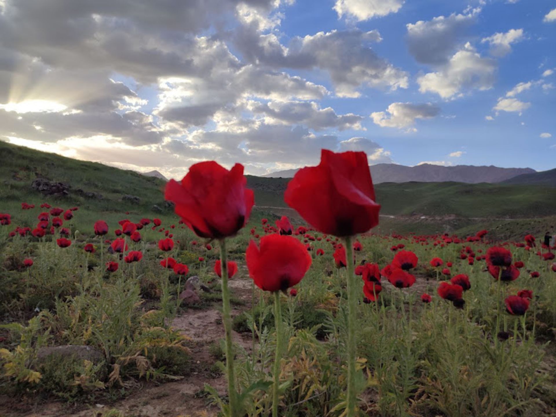 دشت لاله های وحشی روستای پلور