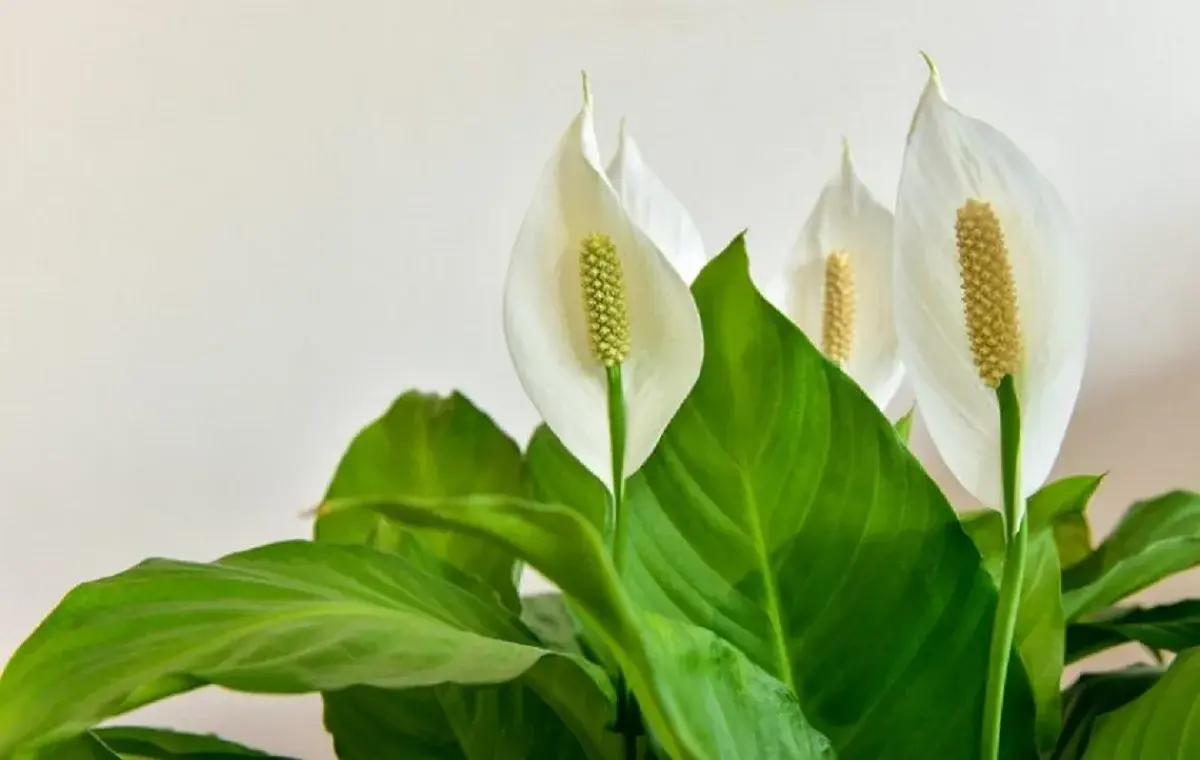 Spathiphyllum